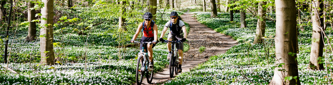 VR eMotion: Mountainbike Tour durch den Odenwald (Drei Täler Radweg)