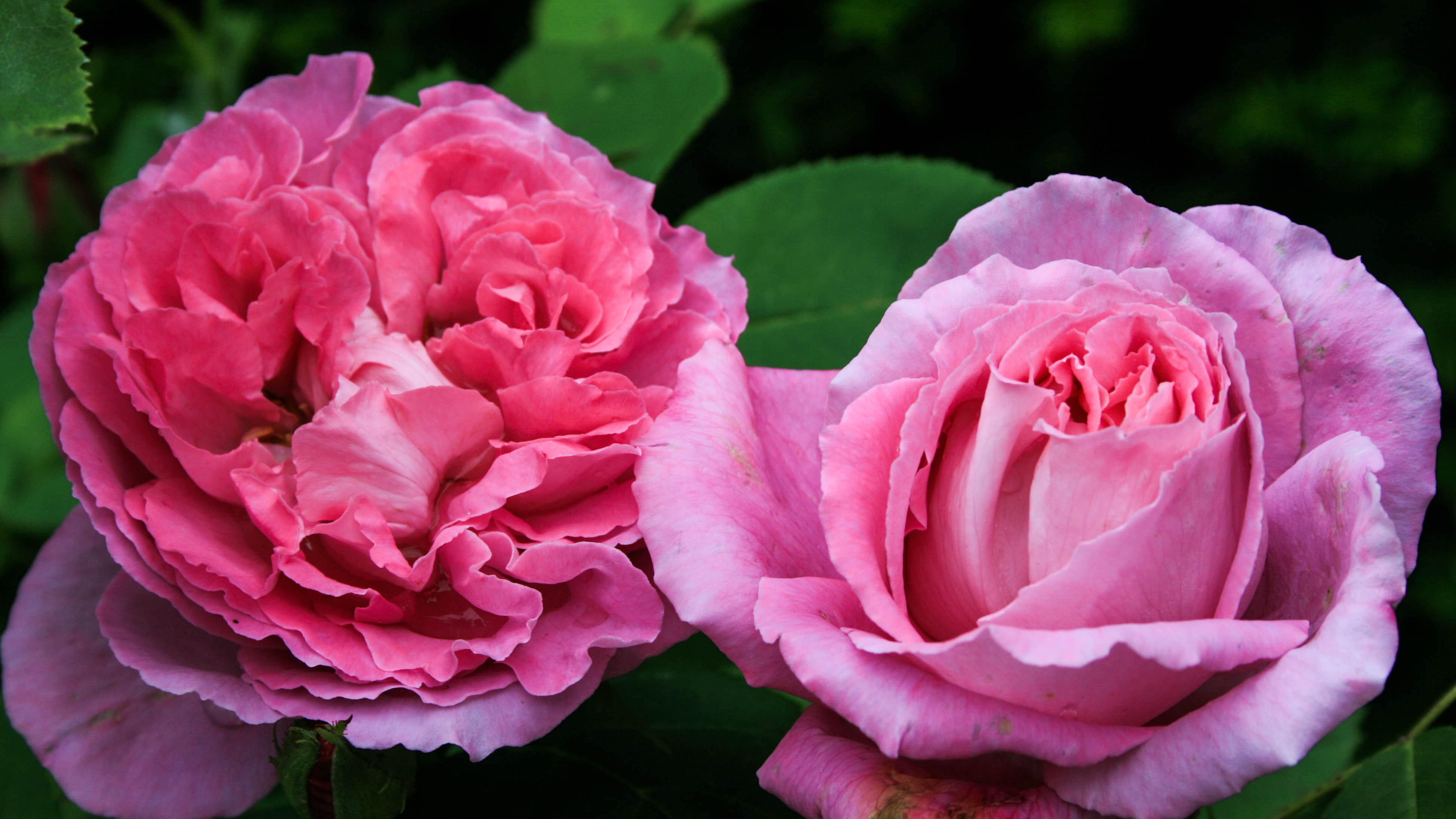 Rosenpflege im Winter - Winterschutz für ihre Rosen - 8.11.