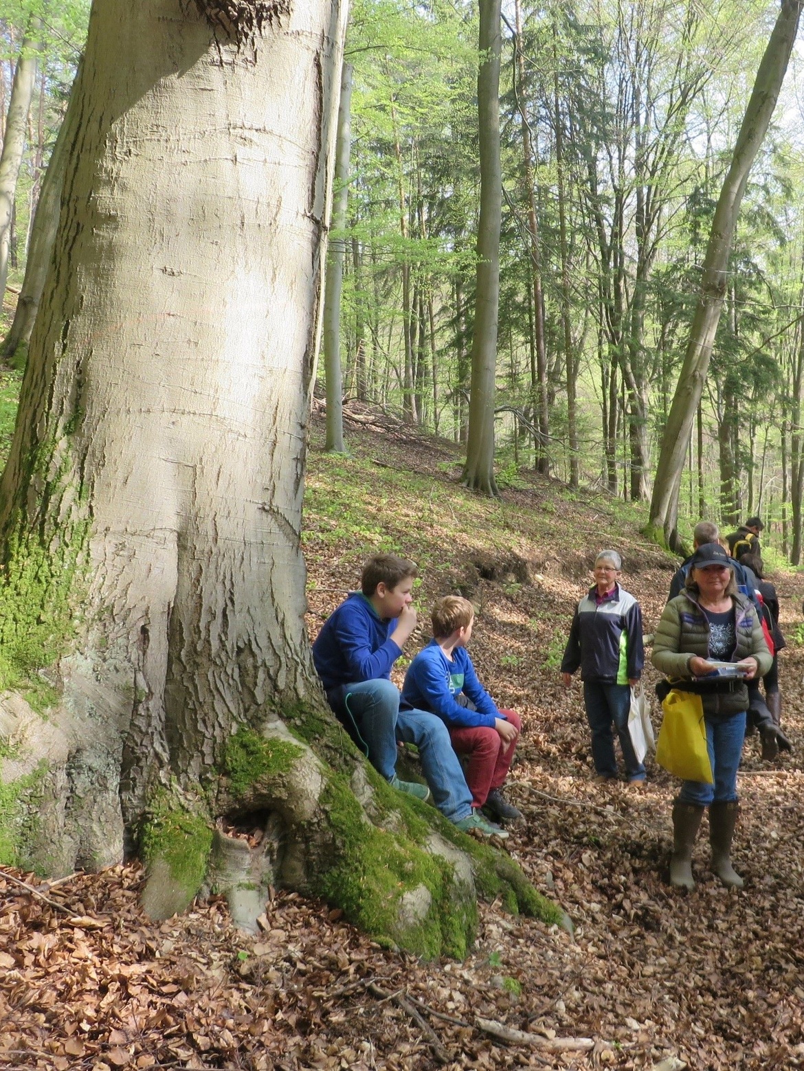 Wildkräuter rund um Meensen