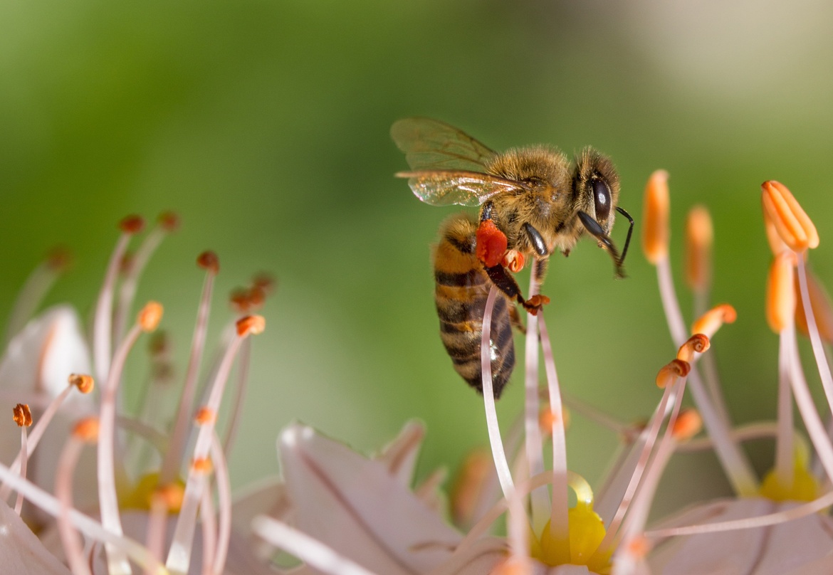 Bienen - im Naturpark Münden