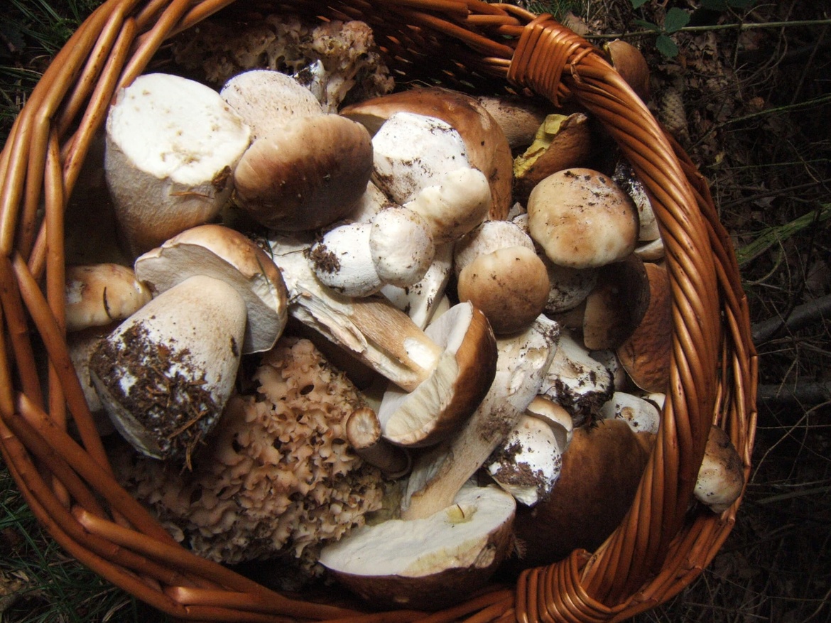 Pilze in Ihrer Küche! (24.08.)