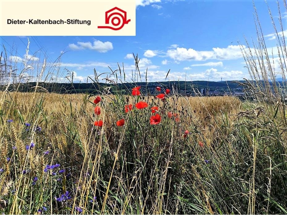 Herbstferienprogramm für Kooperationsmitarbeitende von Roche, Bayer und DSM
