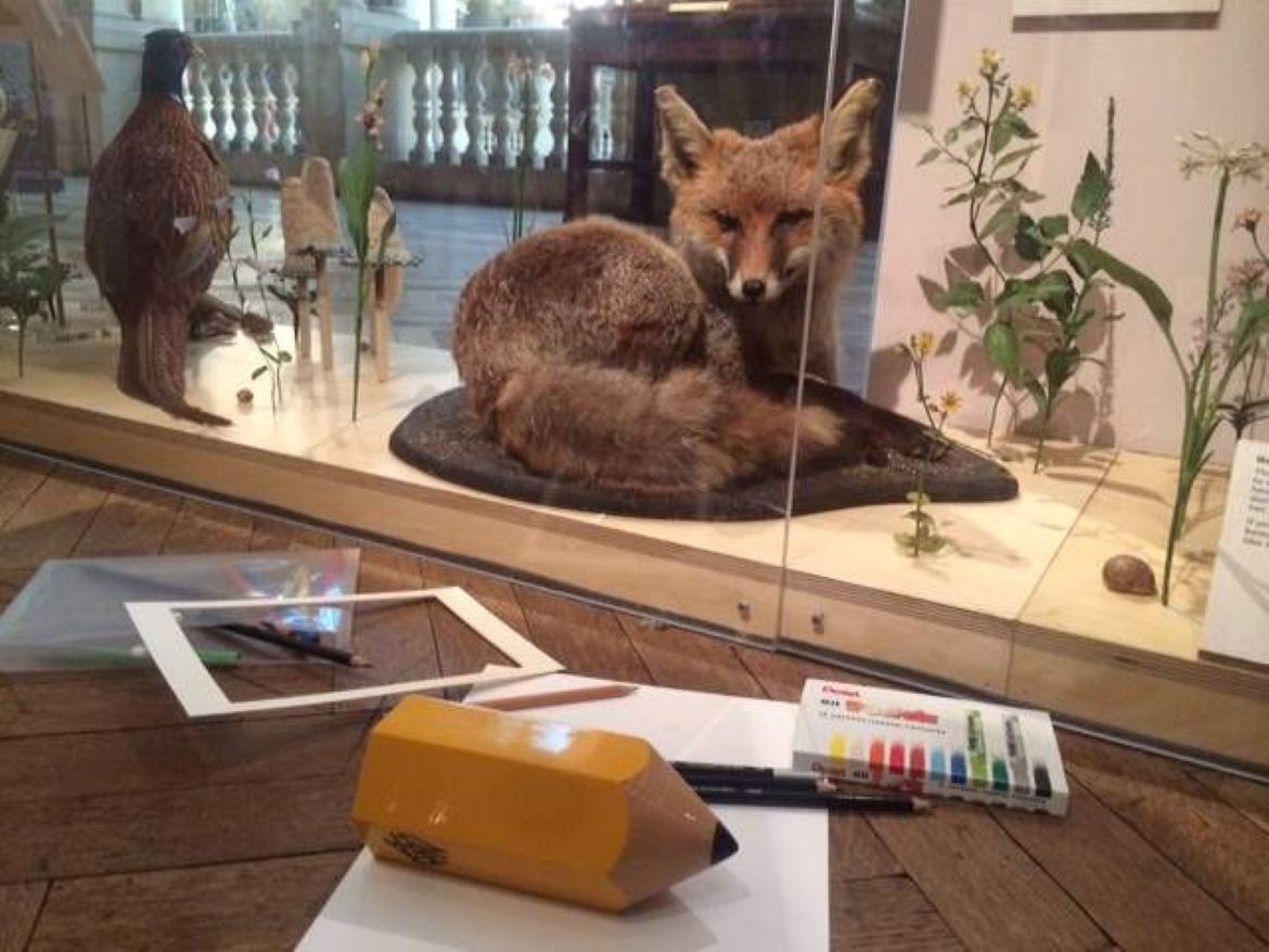 Home Educator activity: Sketching British Wildlife