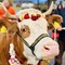 Gau Seva – Cow Protection Pleases Krishna Deeply