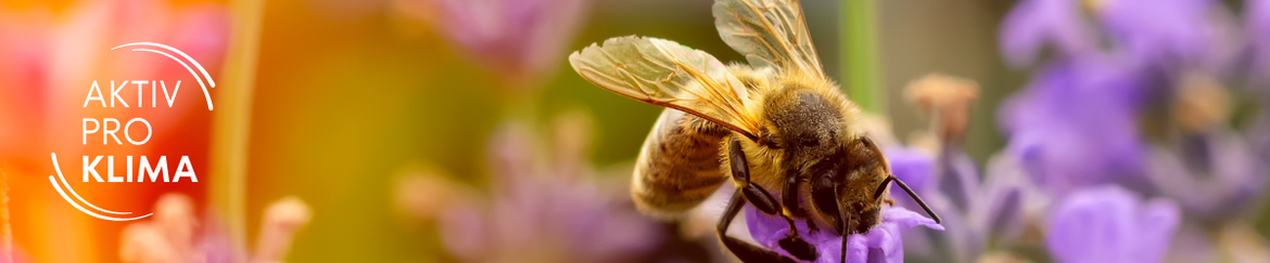 Biodiversität auf Sportanlagen: Wie lege ich Blühwiesen und Nisthilfen für Insekten nachhaltig an?