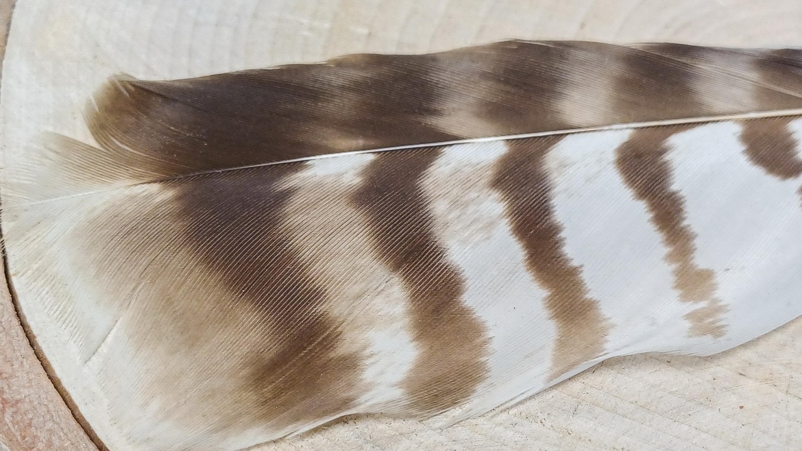 Welche Feder ist das? - Vortrag