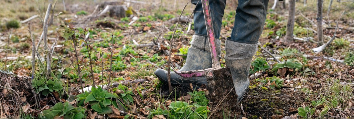 Pflanzaktion im Grünen Band