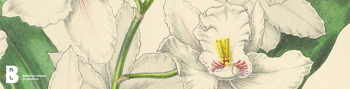 Pescatorea – D’Geschicht vun enger bedeitender Orchideeësammlung