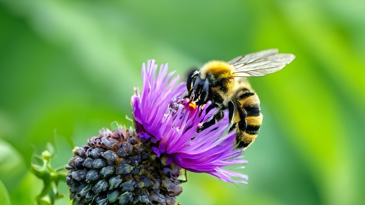 Mündens wilde Bienen