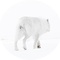 Wildlife Photographer of the Year 61 without donation