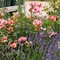 Ticket - Dufterlebnis Rose und Lavendel