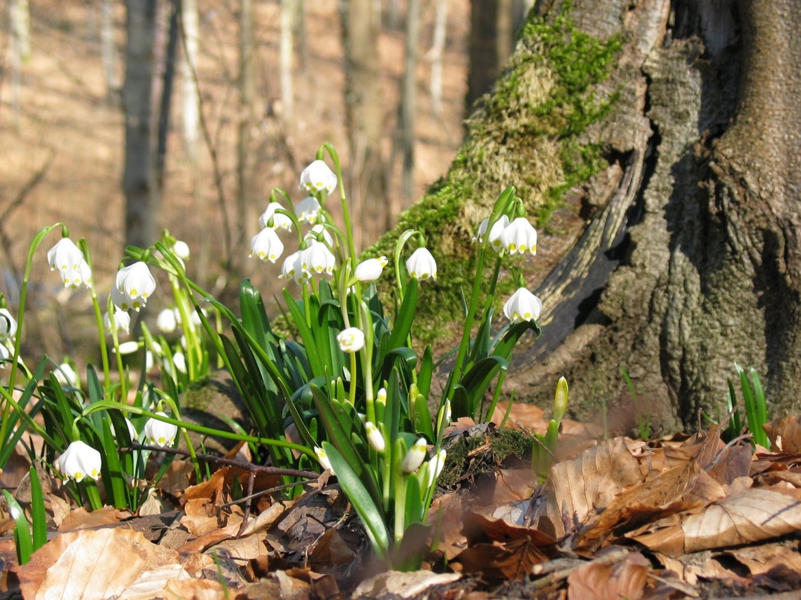 Frühblüherwanderung