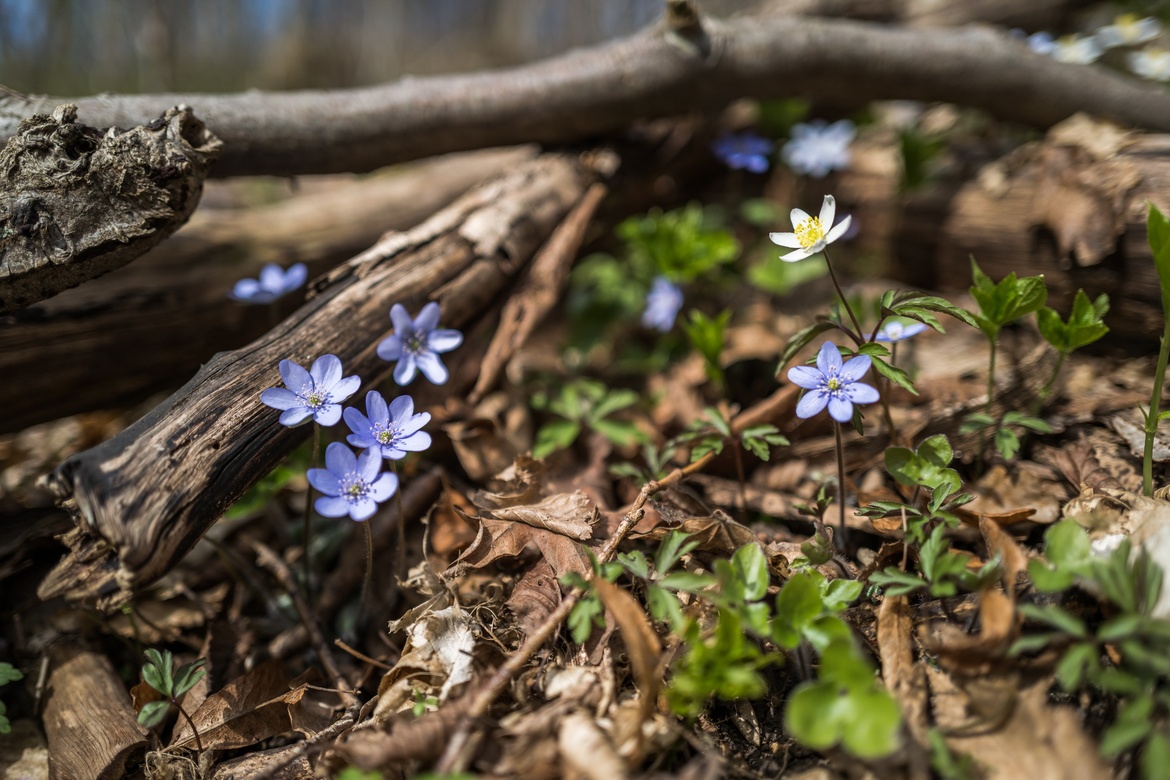 Frühblüherwanderung