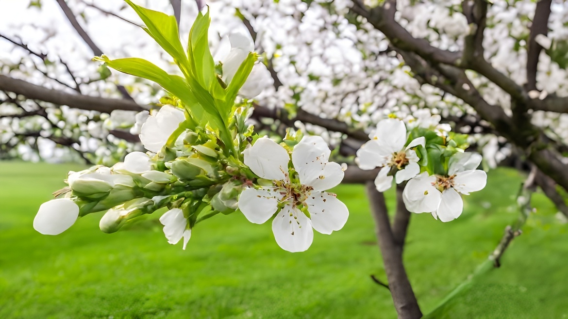 Wanderreihe Klima, Natur und Landschaft – Der Frühling