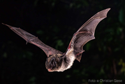 Vortrag „Faszination Fledermäuse“