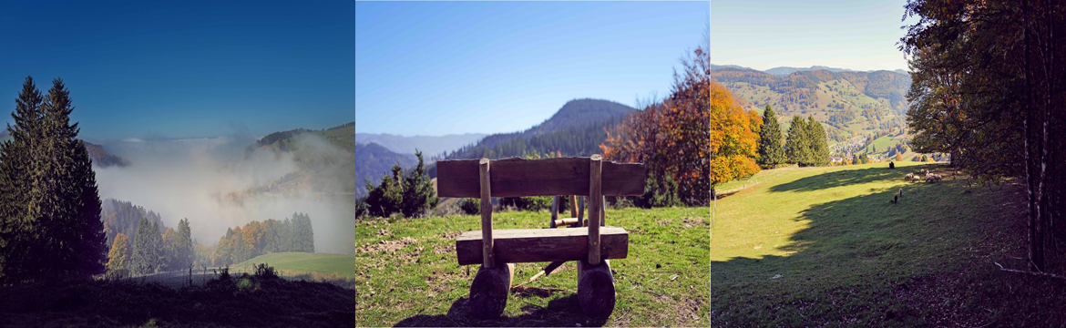 Klarheit & Selbstfürsorge in allen Lebenslagen - Erlebe Yoga, Achtsamkeit und die Natur des Schwarzwaldes