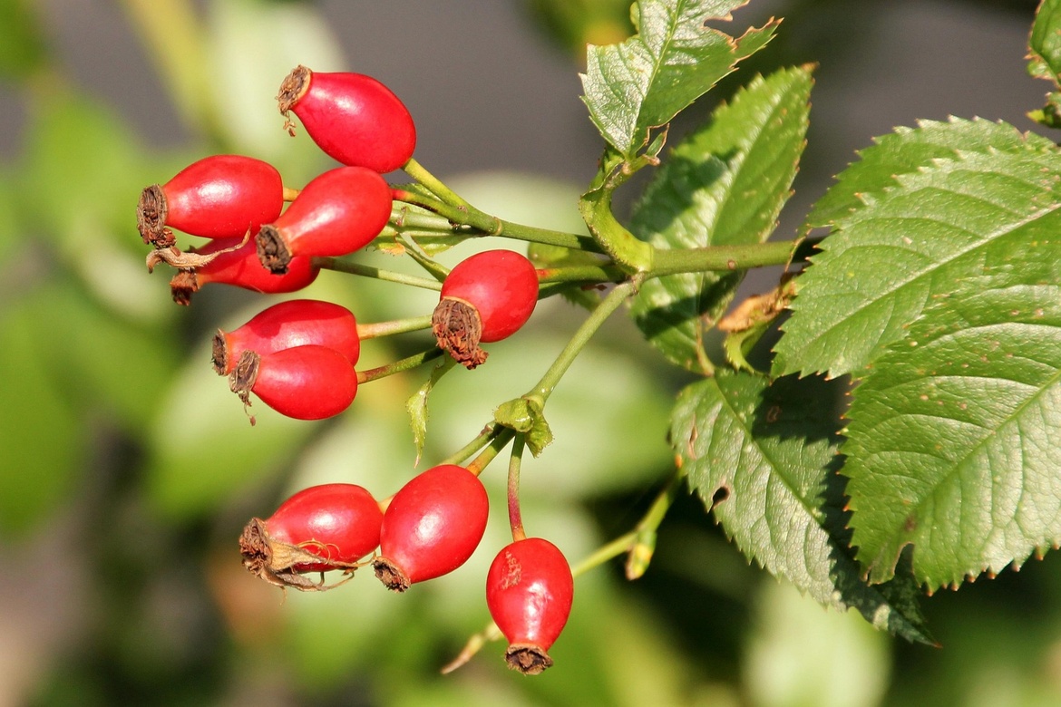 Herbstfrüchte im Forstbotanischen Garten