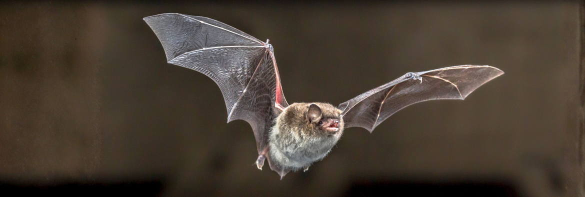 Fledermausabend