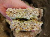 Koji selbermachen – japanisch fermentieren mit heimischen Zutaten in Rosenheim