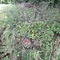 1,25 Fm o.R. Birke - Holzpaket 149411/490