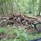 7,11 Fm o.R. Buche - Holzpaket 149390/78 - E08°52 56.3 N50°53 09.8 Alter Winterstrauchweg