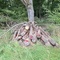 3,78 Fm o.R. Buche - Holzpaket 149411/10