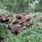 8,93 Fm o.R. Buche - Holzpaket 149411/3