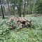 6,08 Fm o.R. Buche - Holzpaket 149390/81 - E08°52 57.0 N50°53 10.5 Alter Winterstrauchweg