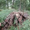 8,98 Fm o.R. Buche - Holzpaket 149411/4
