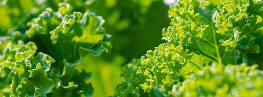 Die Grünkohl & Pinkel Show