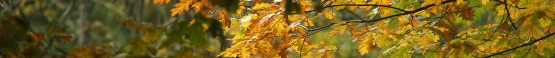Anmeldung Waldschule für Schulen und Kindertagesstätten