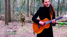 Musik unter Wölfen