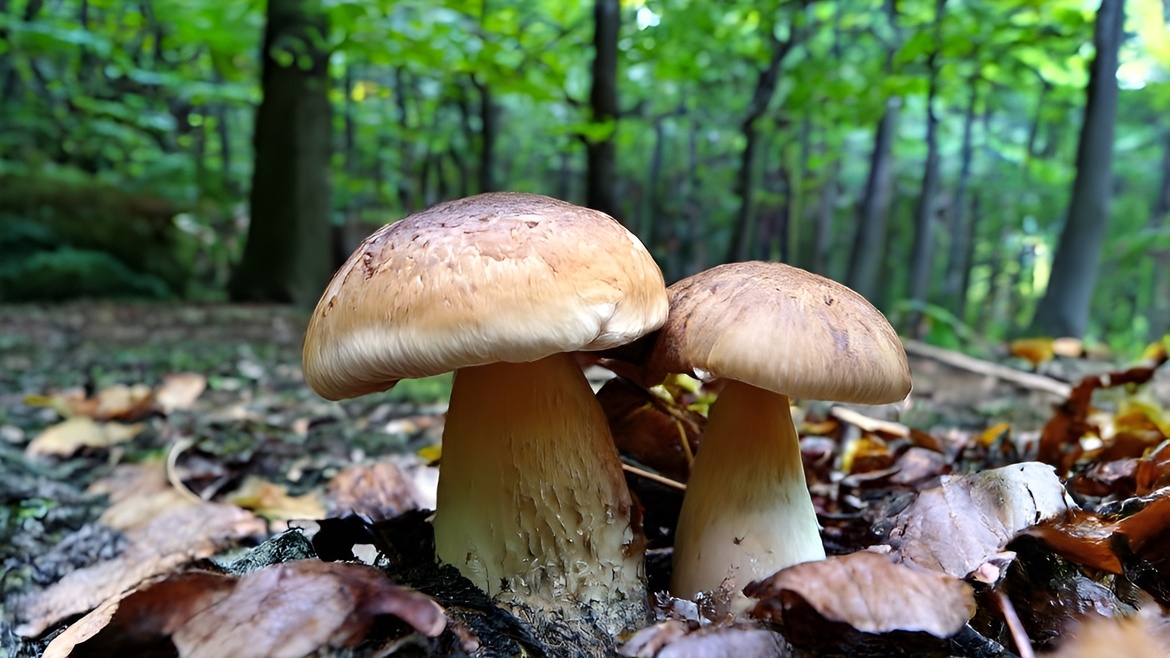 Pilze in Ihrer Küche! (27.09.)