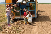 Kartoffel-Buddeln auf dem Pappelhof