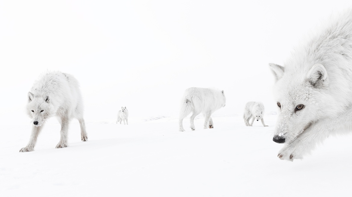 Wildlife Photographer of the Year 61