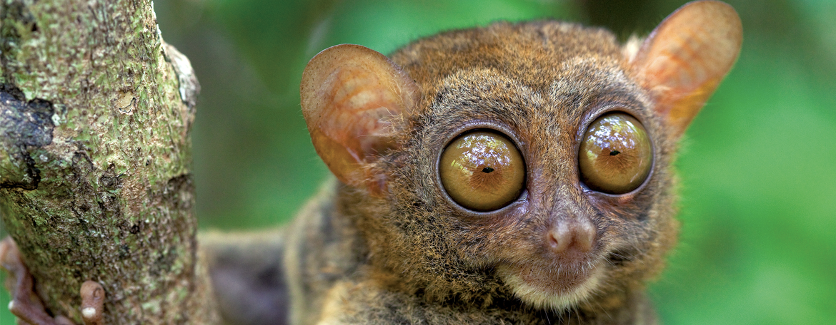 Philippinen - 7107 Inseln voller Kontraste (Haus der Begegnung/Grenzach-Wyhlen)