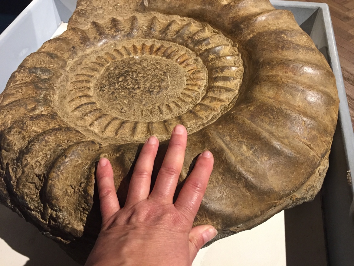 Home Educator workshop: Behind the scenes in the Geology stores