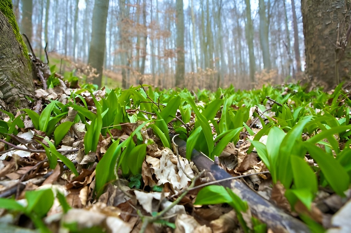 Der Geschmack vom Wald - Kulinarische Frühlingskräuterwanderung