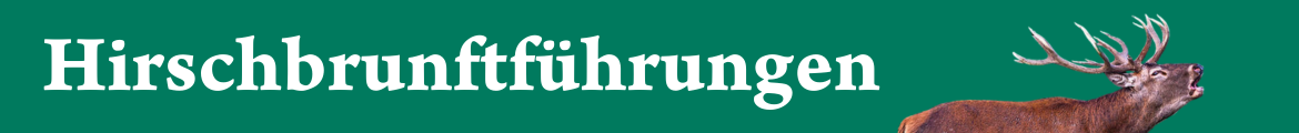 Hirschbrunft zur Morgenstunde