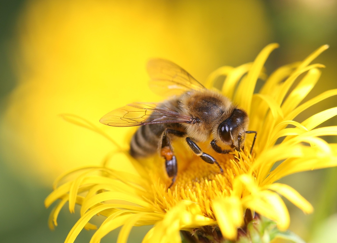 Wildbienen in Hann. Münden
