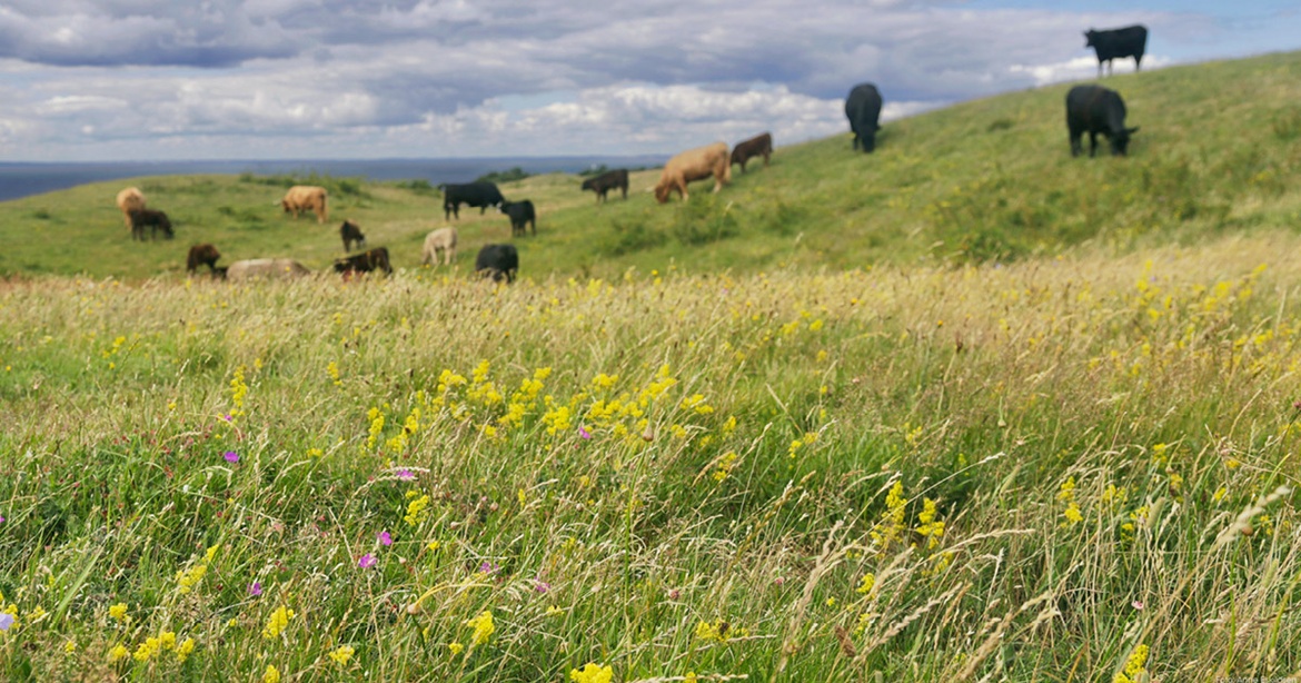 Foredrag | Livestream: Fortidens og fremtidens vilde natur (i Flensborg)