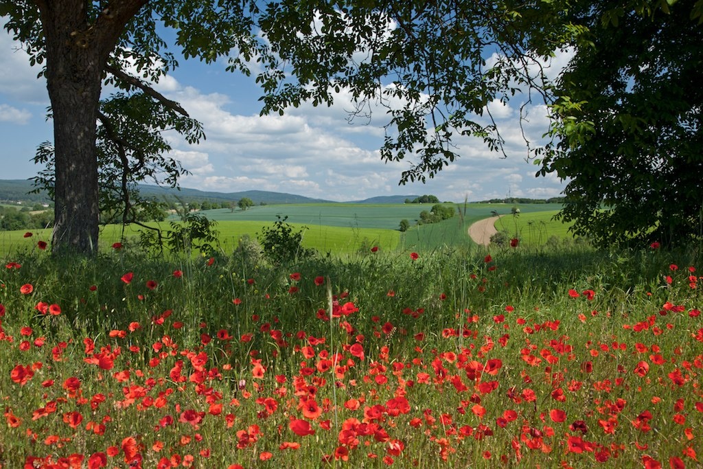 23. Kompetenzgruppensitzung BUGA Mannheim