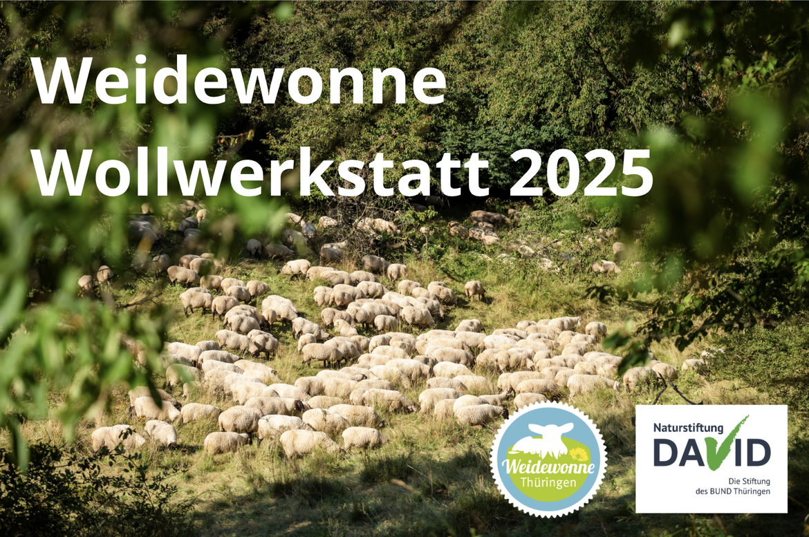 Weidewonne-Wollwerkstatt 2.0