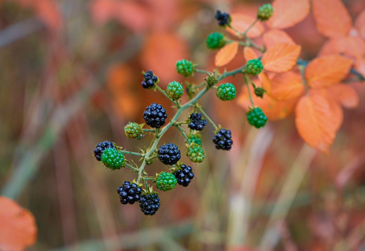 Wilde Früchte am Arboretum Habichtsborn