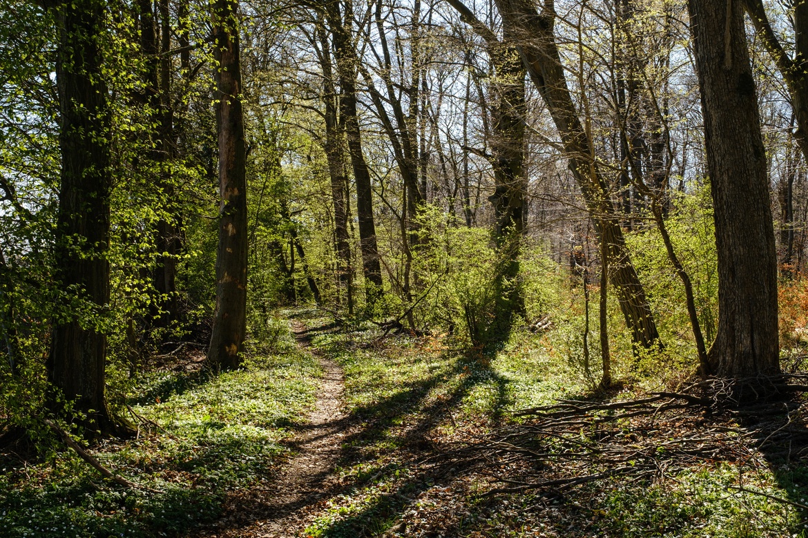 Literarischer Waldspaziergang im Frühling