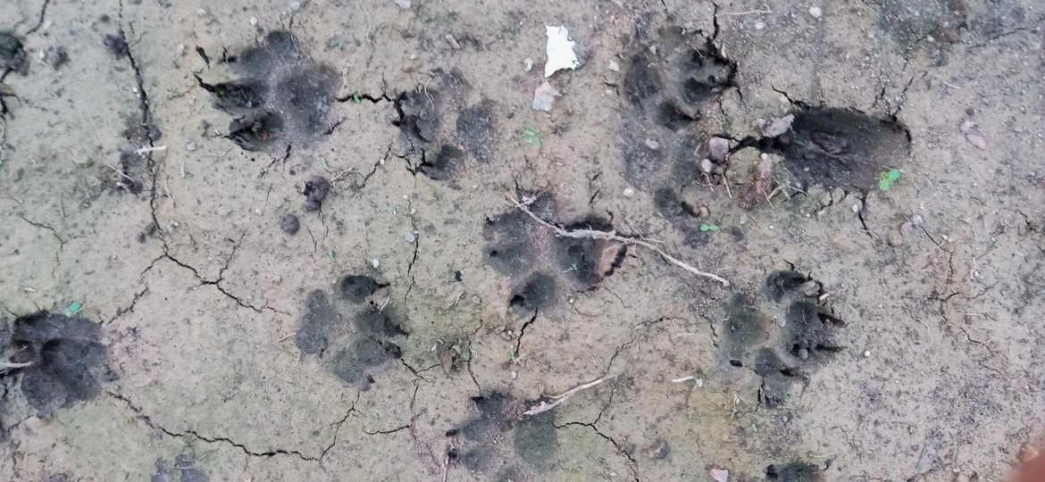 Auf der Pirsch - entdecke Tierspuren im Wald!