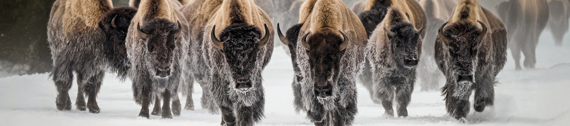 Nordamerika-Tag 2025 – B2B