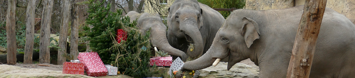 Symbolische Futterspende