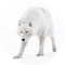 Wildlife Photographer of the Year 61 ticket with donation