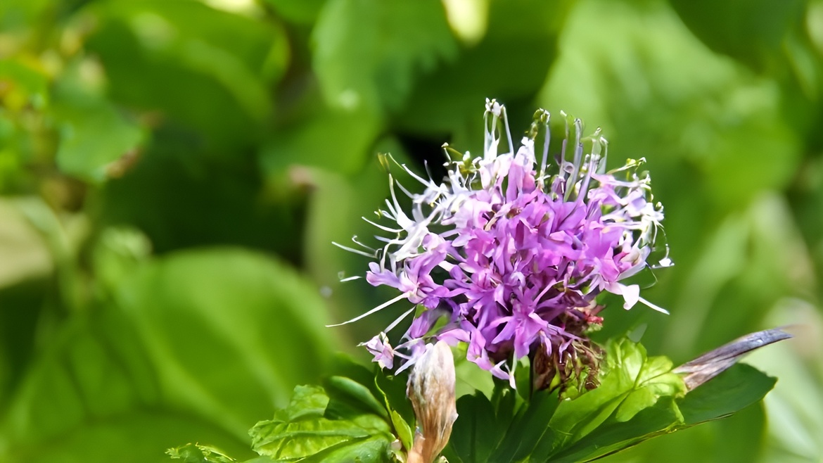 Wanderreihe Klima, Natur und Landschaft - Der Sommer